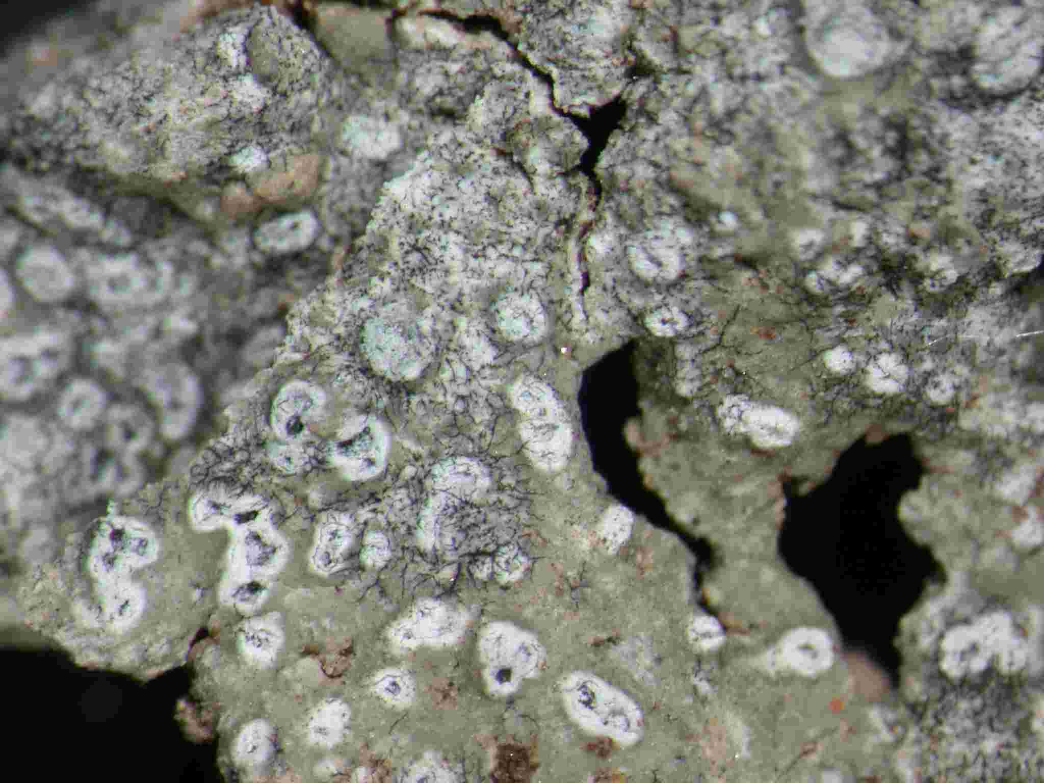 [Circinaria calcarea]